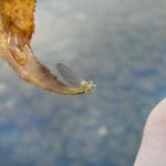 I lifted this dun off the water with the leaf as it's wings unfurled.  It is preparing to fly it's first flight on this partly cloudy October day on the South Holston River.