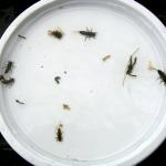Early March SoHo kick survey holds sulphur nymphs, midge larvae, blackfly larvae, midge adult, and a sowbug.  Maybe the adult was spent?