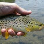 South Holston brown trout have large, bright gold fins.